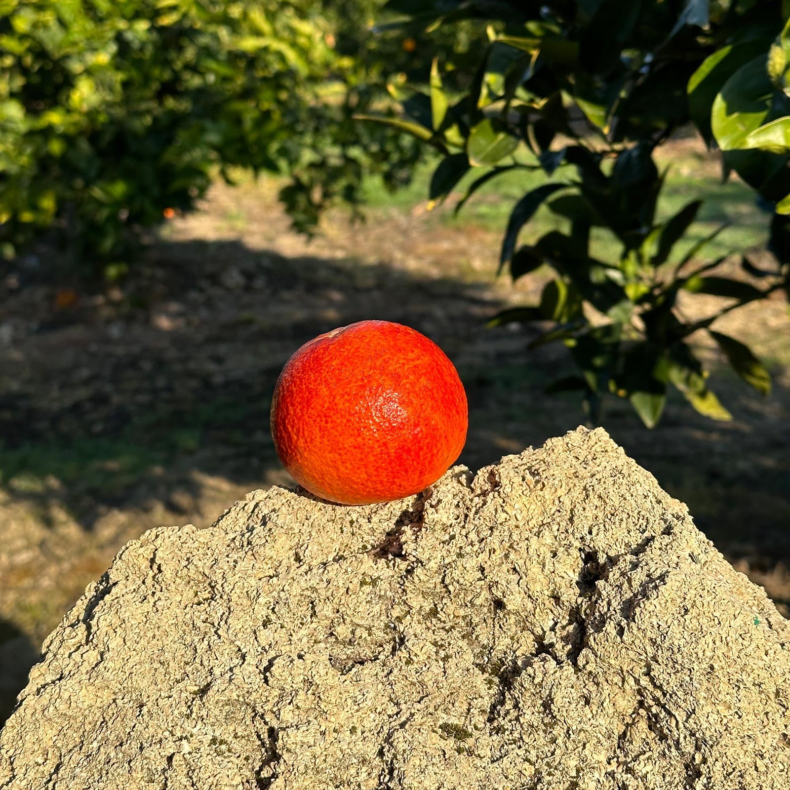 Arancia Rossa di Sicilia IGP - Tarocco Ippolito da Tavola